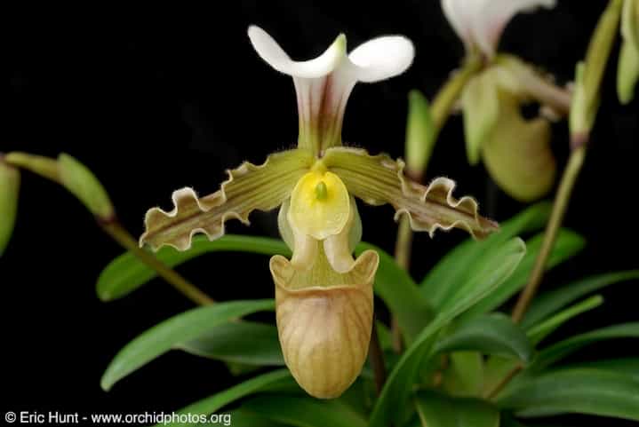 Orchidée Paphiopedilum tranlienianum, du Vietnam