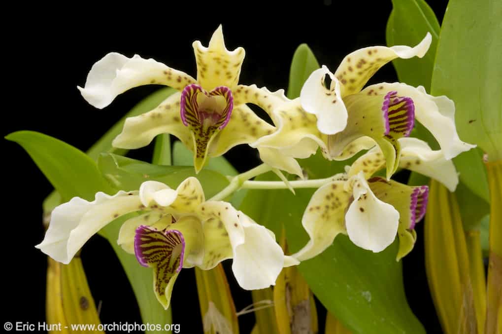 Orchidée Dendrobium normanbyense