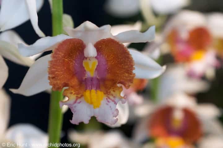 Orchidée Gastrorchis tuberculosa, de Madagascar
