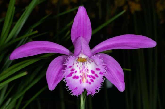Orchidée Pleione
