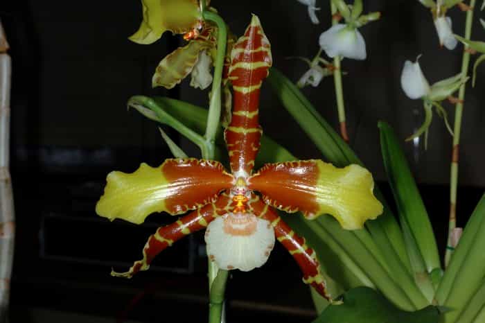 Orchidée Rossioglossum