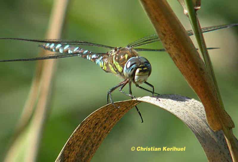 La libellule et sa métamorphose : tout un symbole