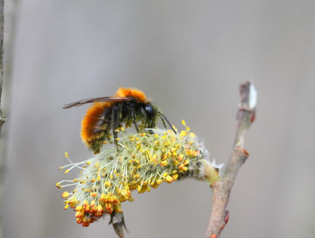 Andrena fulva - Andrène fauve