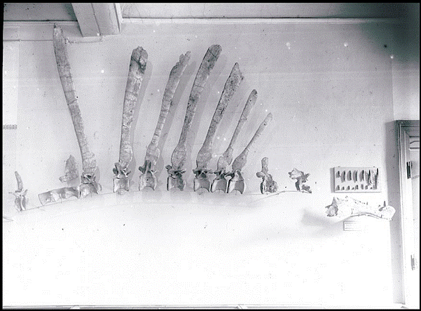 Fossile de Spinosaurus photographié par Stromer