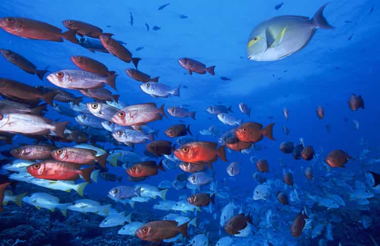 Banc de poissons dans l'atoll de Fakarava