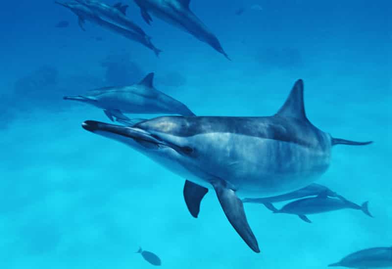 Le dauphin à long bec et son rostre