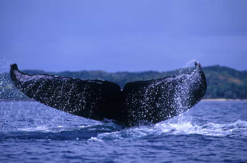 La queue des baleines à bosse, un signe distinctif