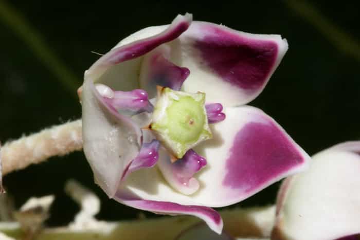 Flore du Maroc - Calotropis procera - détail fleur