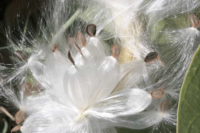 Flore du Maroc - Calotropis procera - détail graines