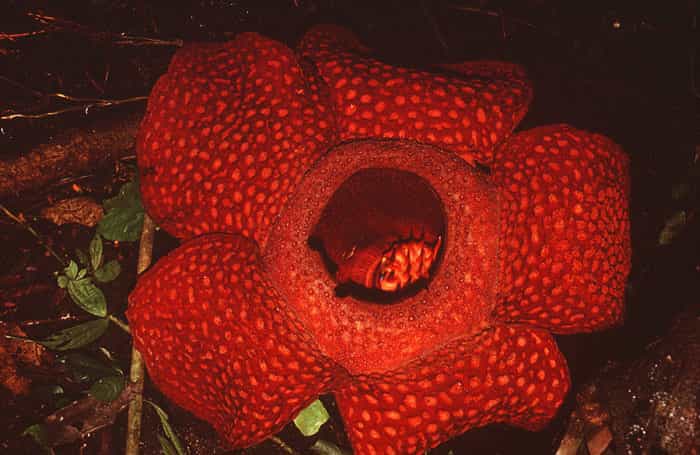 Rafflesia arnoidii