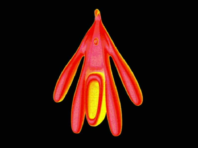 Image 3D du clitoris