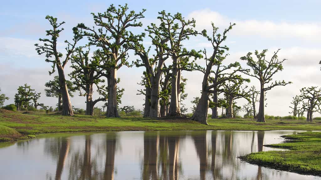 Baobabs dans un paysage de brousse. Dès les premières pluies, le paysage de brousse se reverdit pour quelques mois. Au Sénégal, la saison des pluies débute au mois de juin et s’étend généralement jusqu’au mois d’octobre. L’eau s’accumule rapidement dans les dépressions offrant un contraste assez saisissant avec les baobabs, souvent associés à des endroits arides. La saison des pluies correspond pour les baobabs au cycle de végétation avec la production de feuilles, de fleurs et de fruits qui se termine au mois de novembre, lorsque les fruits commencent à tomber. © Sébastien Garnaud, Reproduction et utilisation interdites