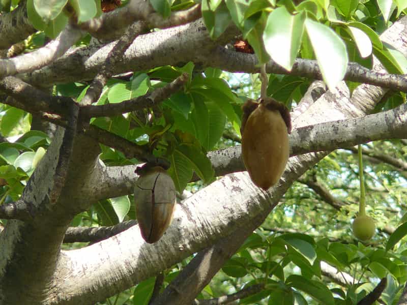 D'appétissants fruits de baobab