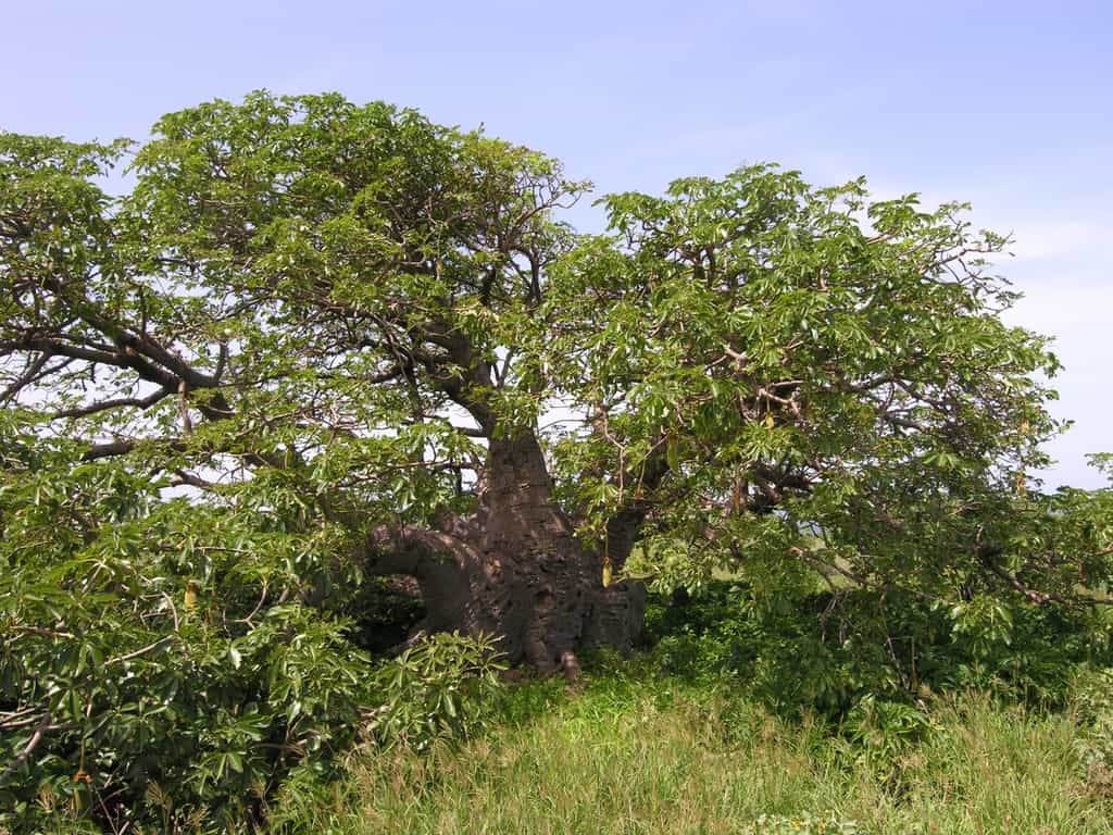 Baobab au tronc développé
