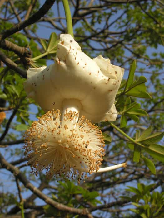 De jolies fleurs de baobab