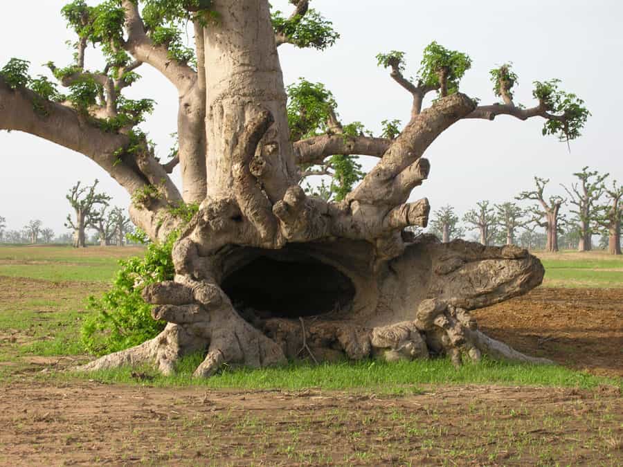 La régénération naturelle du baobab