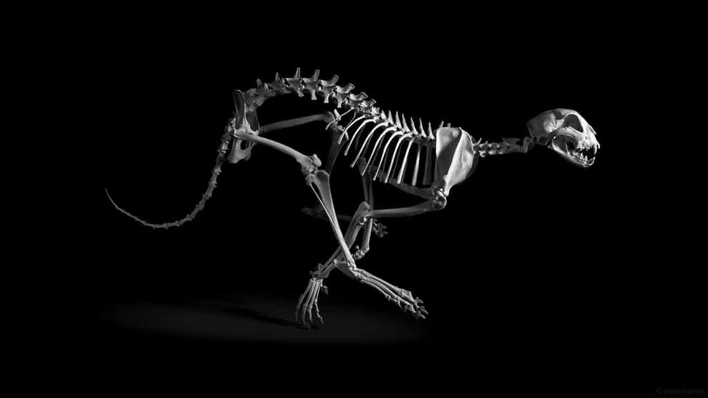 Guépard. Guépard, Acynonyx jubatus, Afrique subsaharienne,Moyen-Orient (h. ép. 70 cm) coll. MNHN. Le squelette du guépard révèle un ensemble d’adaptations à la course. Les membres postérieurs sont formés de trois segments de même longueur (correspondant à la cuisse, à la jambe et au pied) ce qui permet d’augmenter la poussée du pied par une extension de grande ampleur. La souplesse de la colonne vertébrale et l’élasticité des ligaments lui permet d’emmagasiner l’énergie lors de la flexion, pour la restituer lors de l’extension du corps. La course est aussi facilitée par la petite taille de la tête (en comparaison de celle d’un lion, par exemple). Tous droits réservés. Photo issue du livre "Evolution" Préface : Jean-Pierre Gasc Textes : Jean-Baptiste de Panafieu Photographies : Patrick Gries © des photos: © Éditions Xavier Barral/Muséum National d¹Histoire Naturelle Editeurs: Éditions Xavier Barral/Muséum National d¹Histoire Naturelle