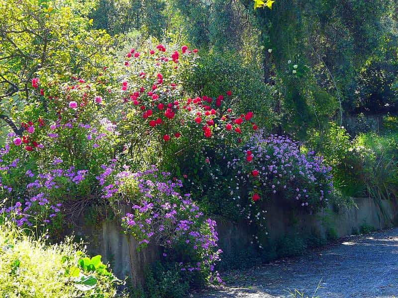 Un jardin du sud de la France, près de Nice