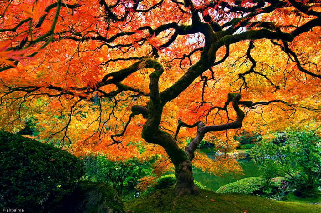 Le jardin japonais de Portland, aux États-Unis