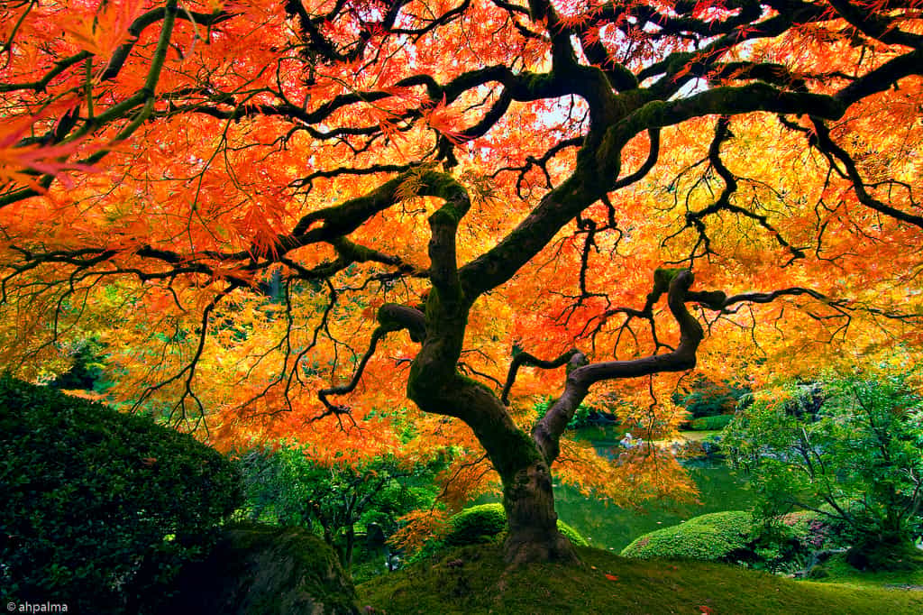 Le Jardin Japonais De Portland Aux tats Unis Photos Futura