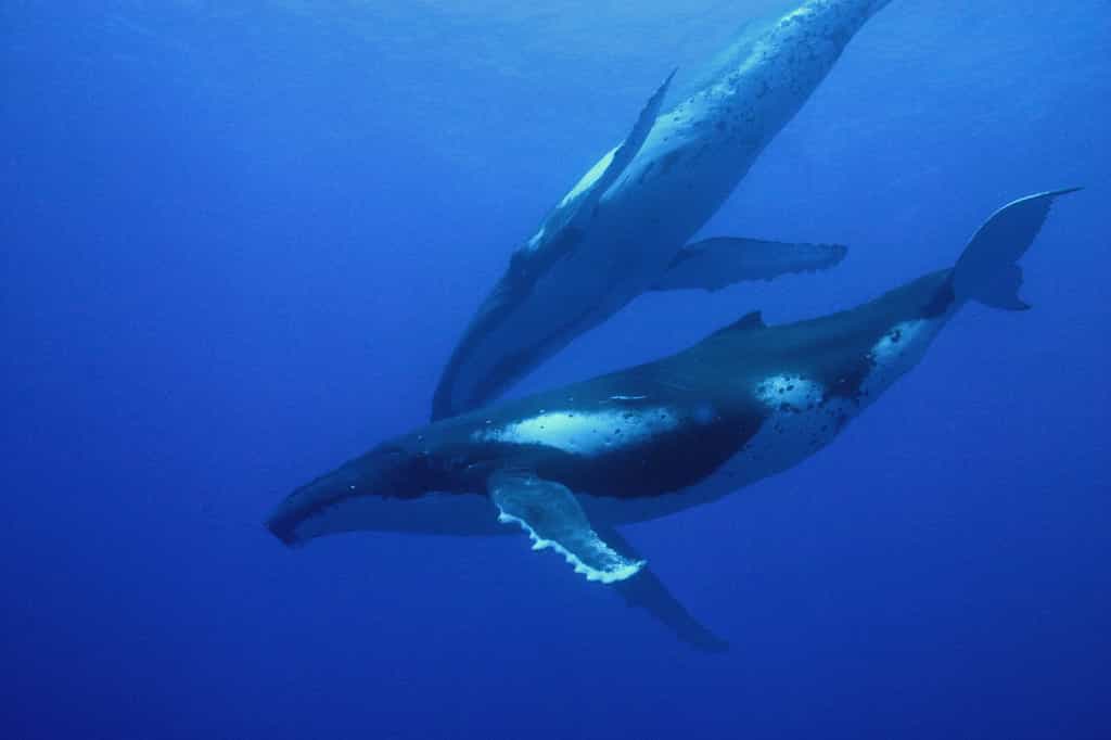 La baleine à bosse et le chant des mâles
