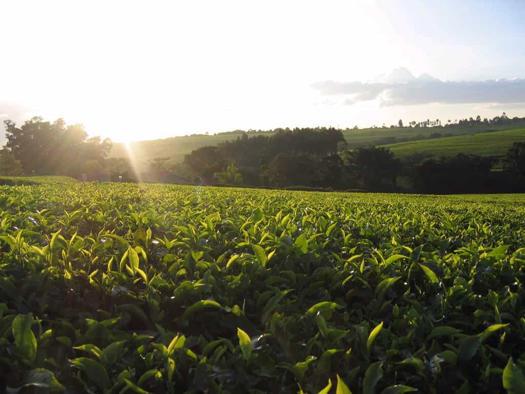 Coucher de soleil dans une plantation de thé