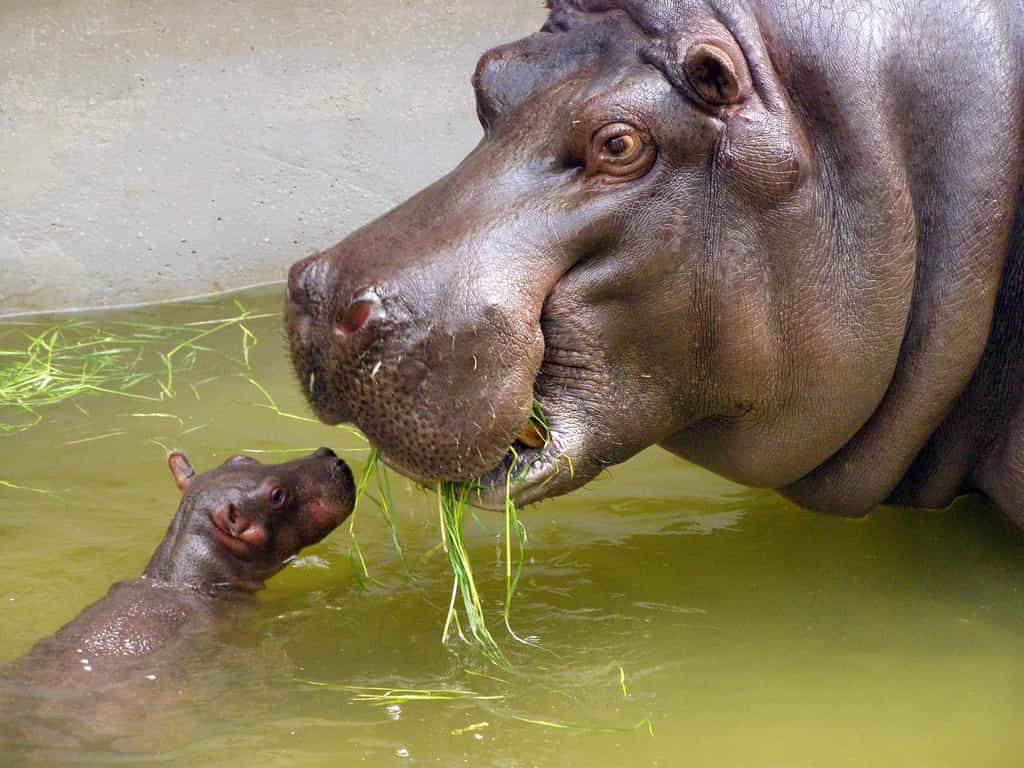 Le petit hippopotame, un bébé nageur