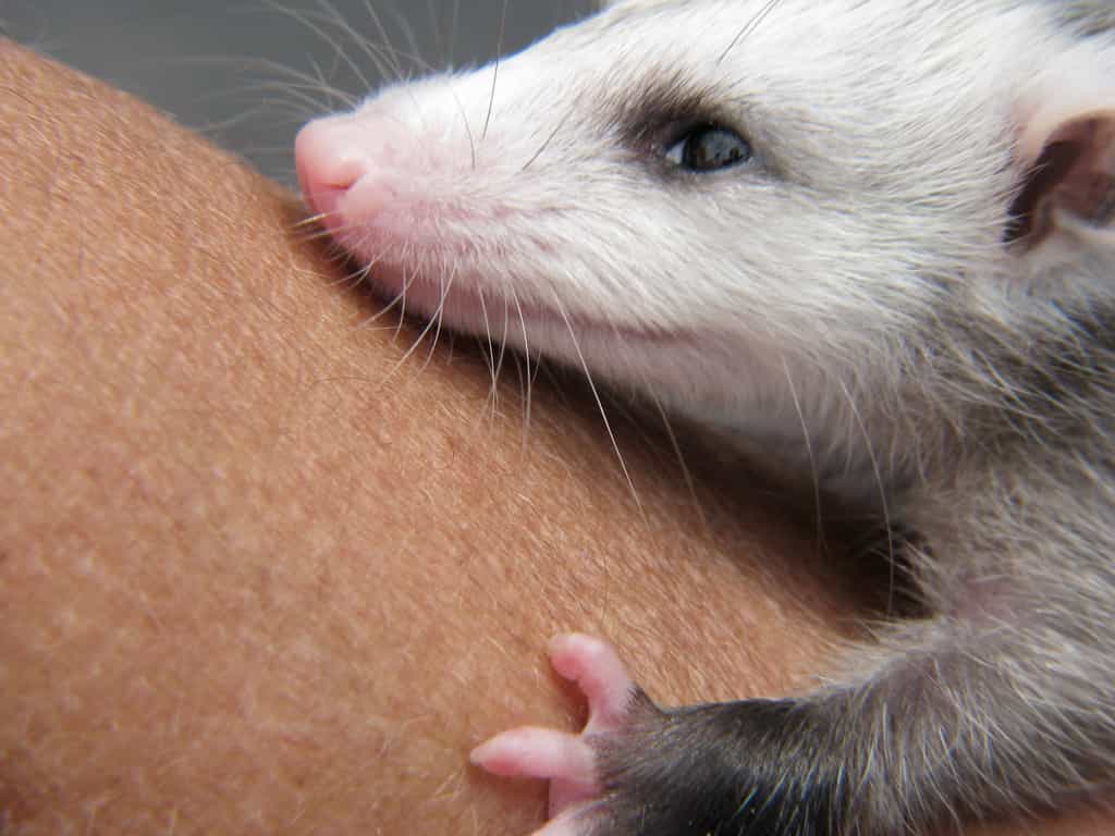 Je suis un bébé opossum, et vous ?