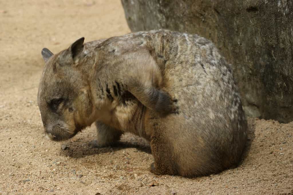 Bébé wombat