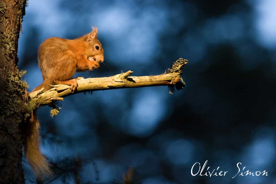 Ecureuil roux sur une branche