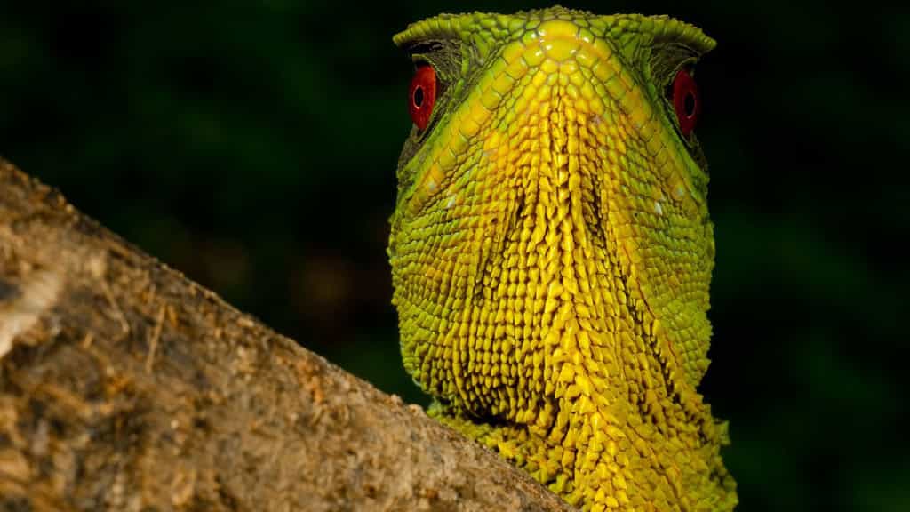 Sa majesté l’iguane. Ce magnifique iguane nain mâle (Enyalioides oshaughnessyi) vit dans une forêt des nuages équatorienne rare et est en voie de disparition à cause du changement climatique. © Paul S. Hamilton / RAEI.org