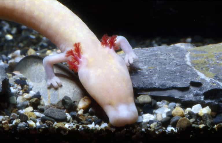 &quot;Proteus anguinus&quot;, fossile vivant baptisé salamandre des grottes