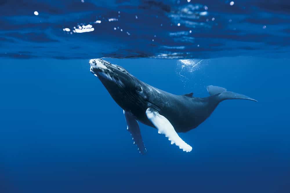 La baleine à bosse, un animal de taille