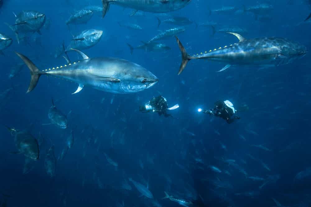 Les thons rouges, menacés de disparition à cause de la surpêche
