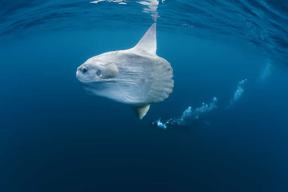 Photo de poisson-lune, ce géant des océans