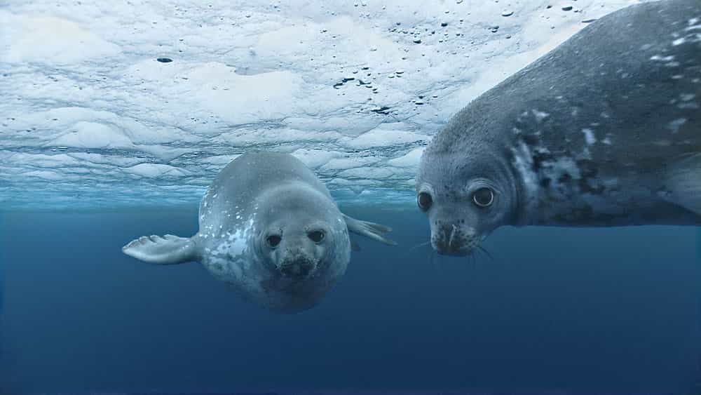Le phoque de Weddell et ses trous de respiration dans la glace