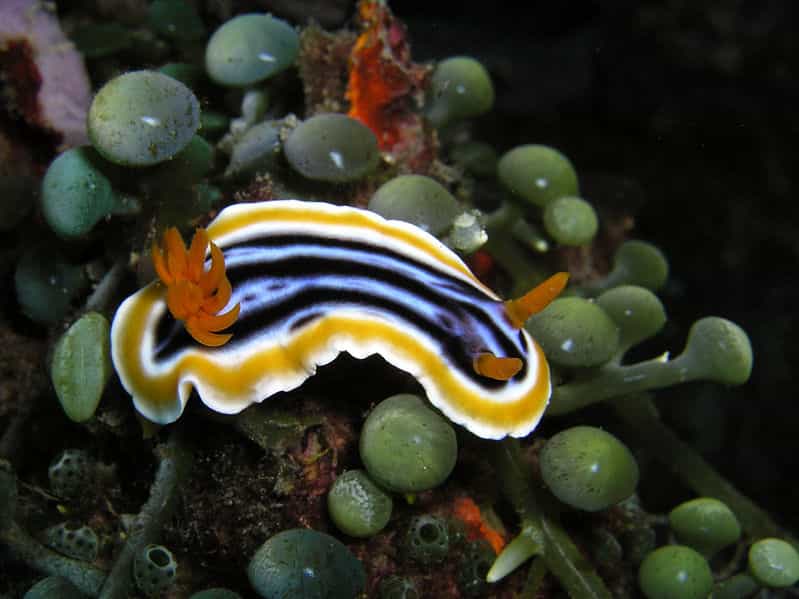 Voyage à la rencontre d'une limace de mer colorée (Chromodoris quadricolor)
