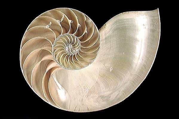 La coquille en spirale du nautile, une fractale naturelle