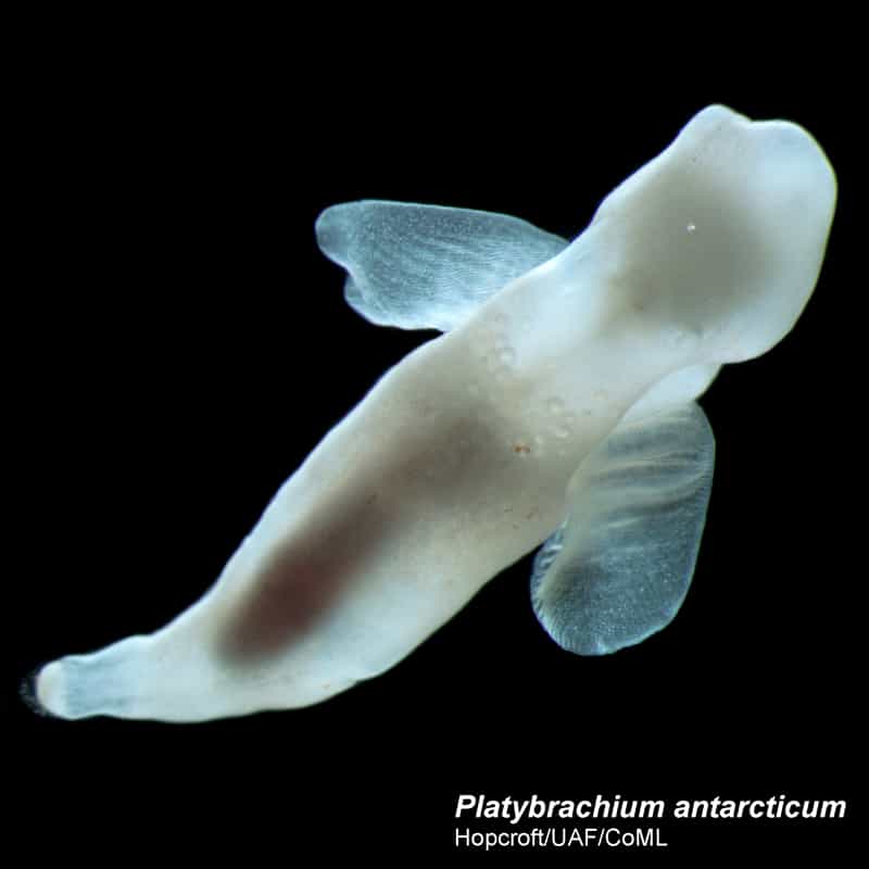 Un ange des mers : Platybrachium antarcticum