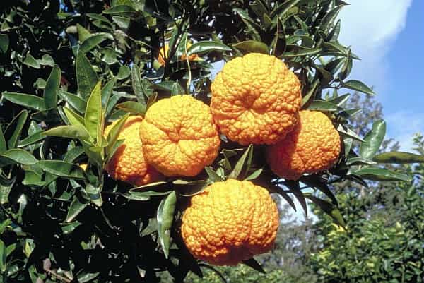 L'étonnante mandarine Yellow King