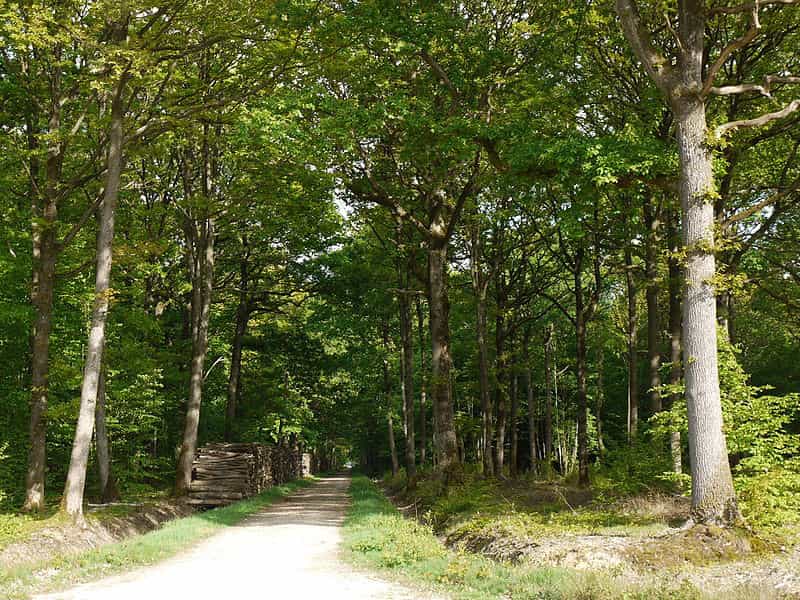 Forêt de Rambouillet