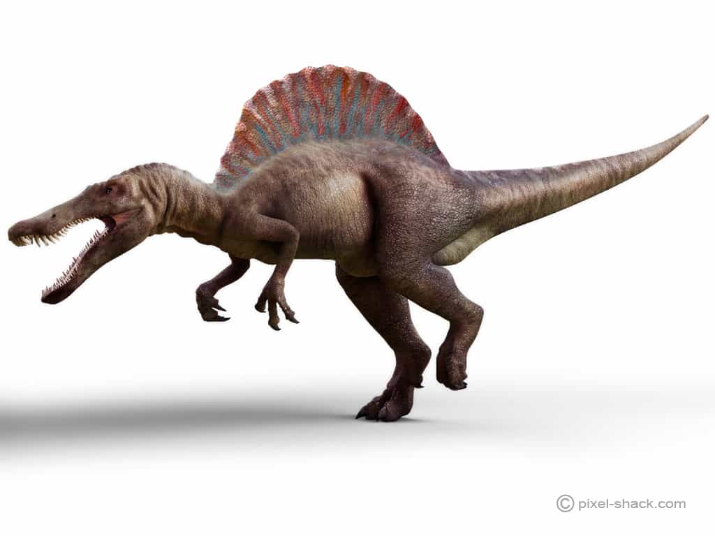 Le spinosaure, ou Spinosaurus, un dinosaure de taille