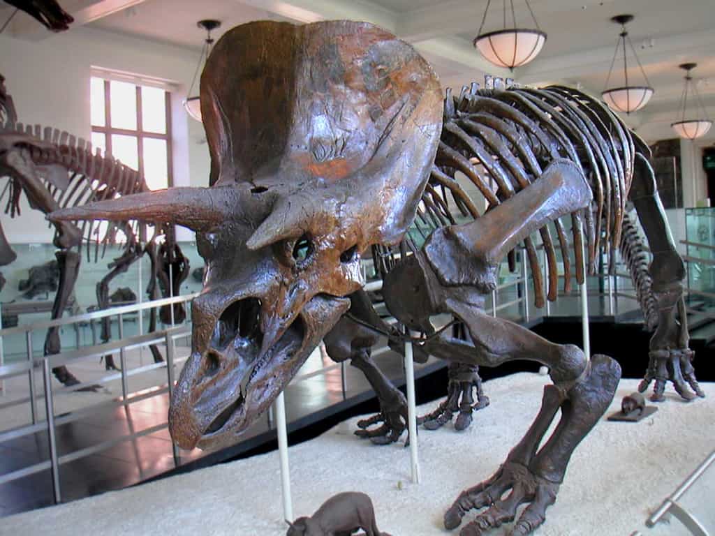 Squelette de tricératops