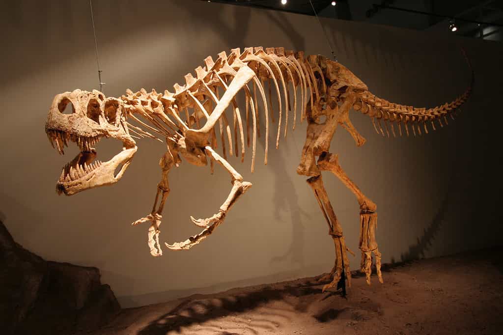 L'Afrovenator, le dinosaure carnivore le plus complet d'Afrique