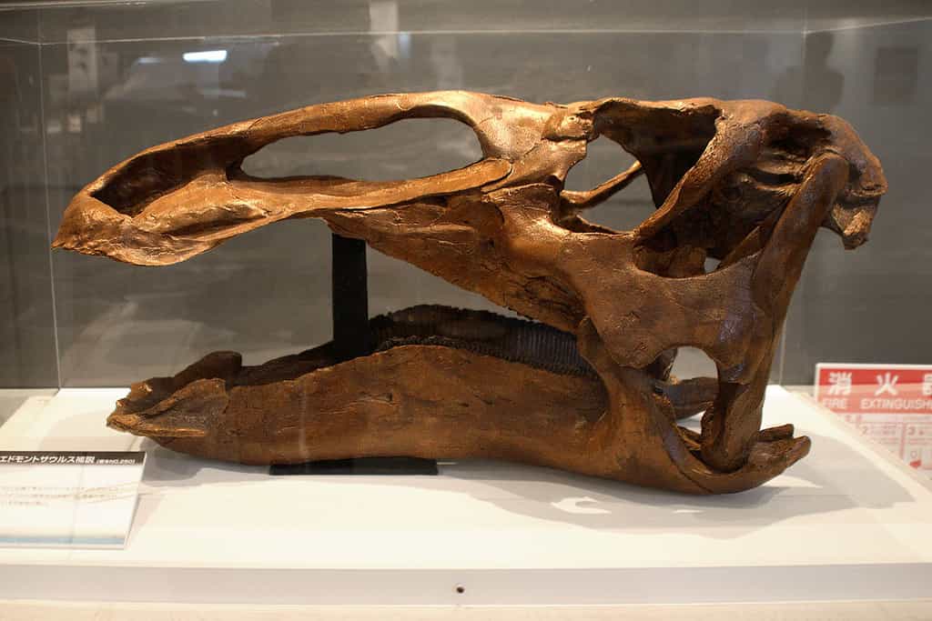 Edmontosaurus, ce dinosaure à bec de canard