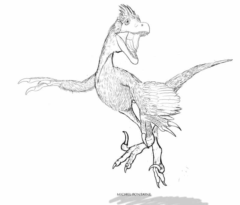 Variraptor  Ebauche de profil