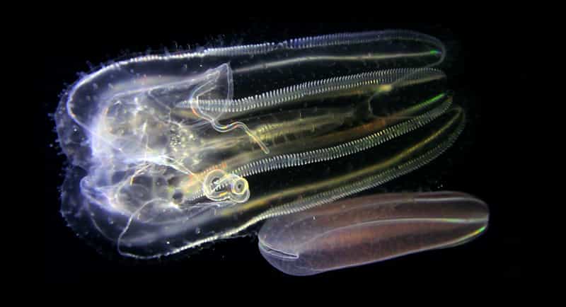 Les cténophores, les plus anciens animaux au monde