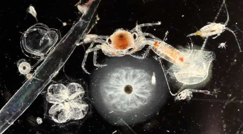 La diversité du plancton