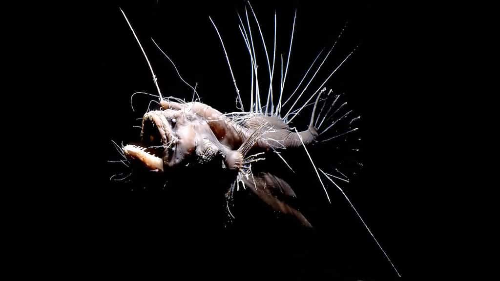 Melanocetus johnsonii, une espèce de baudroie abyssale. © National Geographic, CC by-sa 4.0 
