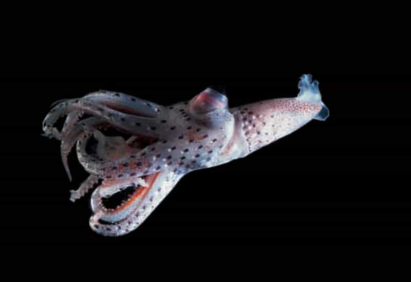 Le calamar bijou de l'Acturus (Stigmatoteuthis arcturi) et ses yeux étonnants